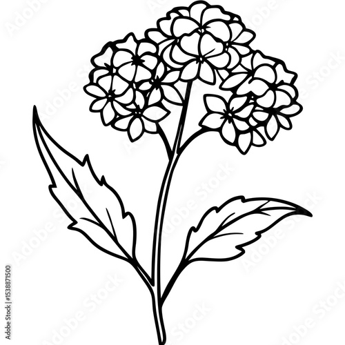 Verbena Flower Vector on White