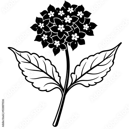 Verbena Flower Vector on White