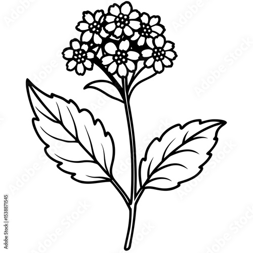 Verbena Flower Vector on White