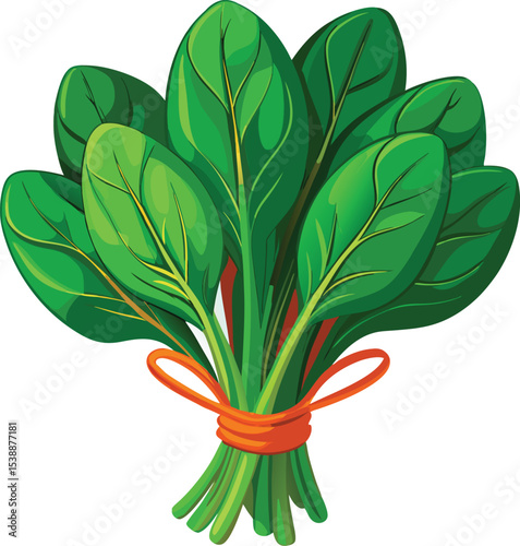 Freshly harvested bunch of spinach leaves tied with orange ribbon on white background