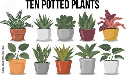 Different plant collection in pot for home decoration, isolated on a white background. Minimalist Potted Plant Collection, Indoor Plants and Decorative Pots, Simple Houseplant Illustration.