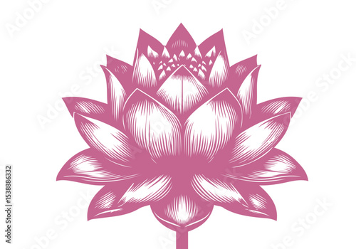 Lotus Flower Engraved Hand Drawn Natural Illustration Vector Isolated by AZ for Books, Arts, Design and Decoration Graphic Asset