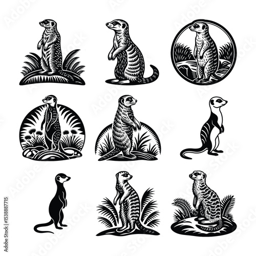raccoon vector set