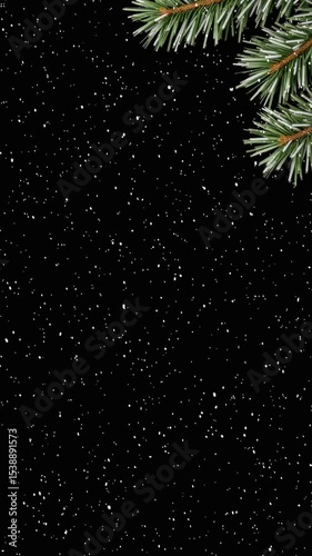 A close up of a pine tree branch with a black background