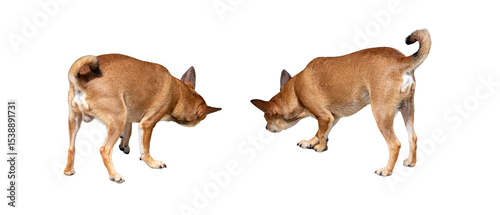 Chihuahua dog sniffing and exploring something, isolated on white background, back view.