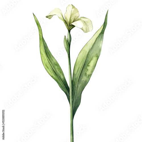 A Dutch Iris Stem, watercolor drawing vector, isolated on a white background.