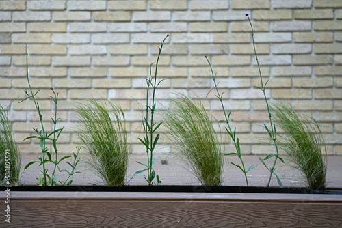 Bundles of green ornamental grass growing against a light colored brick wall