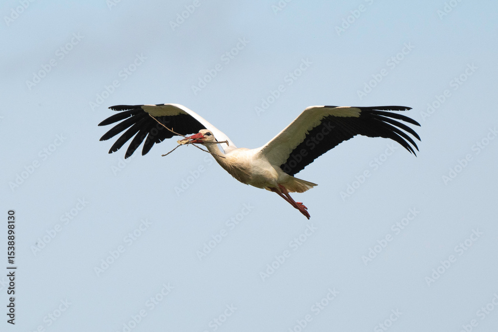 Obraz premium Cigogne blanche, Ciconia ciconia, White Stork
