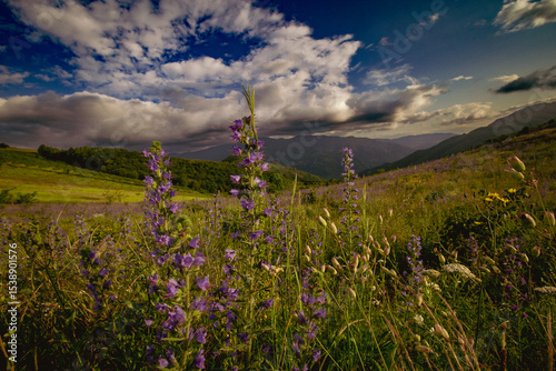 Fototapeta Naklejka Na Ścianę i Meble -  Wildflowers in a mountain meadow under dramatic cloudy sky