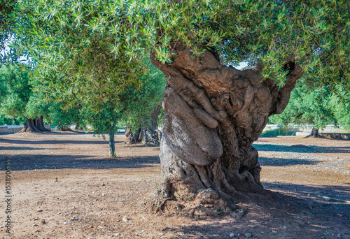 close-up of the twisted trunk of a very old olive tree in a field in Puglia, ...