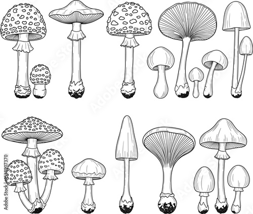 Hand-drawn illustration of various mushrooms, including Amanita, psilocybin, and other fungi species with detailed caps, stems, and gills, isolated on white background for botanical artwork 