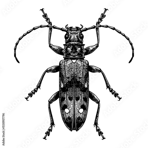 Top Down View Detailed Black and White Outline Line Art Drawing of a Longhorn Beetle or Lophonocerus Barbicornus