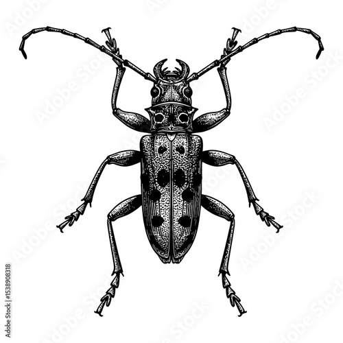 Longhorn Beetle Lophonocerus Barbicornus Detailed Black and White Outline Line Art Drawing Top View