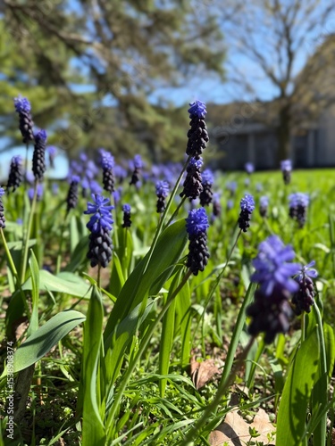 Fototapeta Naklejka Na Ścianę i Meble -  blue flowers in the garden