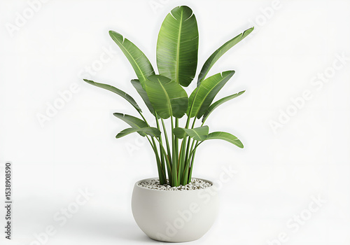Wallpaper Mural Bird of paradise plant in pot isolated on white background Torontodigital.ca