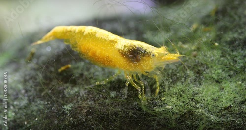 Neocaridina heteropoda neon yellow shrimp eating algae on a large stone. Close-up female pregnant shrimp with eggs. Freshwater aquarium tank macro nature.