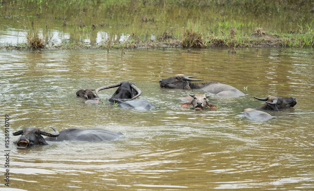 Fototapeta premium A group of water buffaloes cool themselves in a pond on a hot summer day