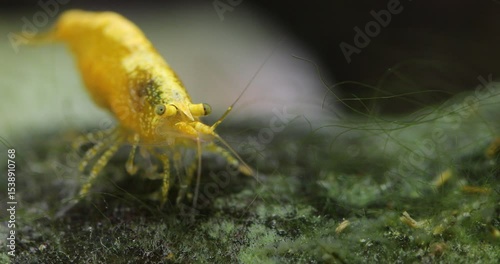Freshwater aquarium tank with yellow shrimp Neocaridina heteropoda eating algae on a large stone. Close-up female shrimp