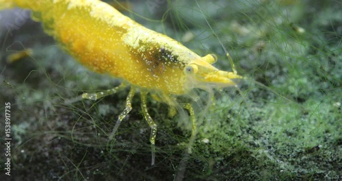 Neon yellow shrimp Neocaridina heteropoda eating algae on a large stone. Close-up female pregnant shrimp with eggs. Freshwater aquarium tank macro nature.
