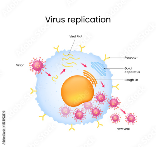 Virus Replication Process in Host Cell