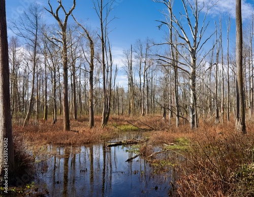 Serene Autumnal Swamp Forest Scene Bare Trees Reflecting in Calm Waters Under a Clear Blue Sky - Tranquil Landscape Photography