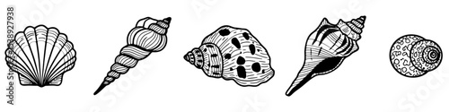 Black and white outline seashells. Linear images of sea shells isolated on white background. Vector illustration.
