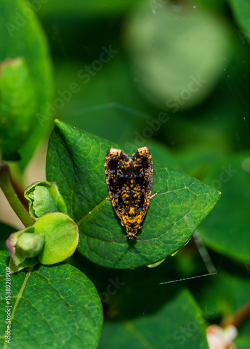 butterfly on a leaf