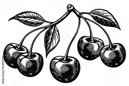 Vintage Illustration of Cherries A Delicious Hand-Drawn Cluster of Sweet Summer Fruit