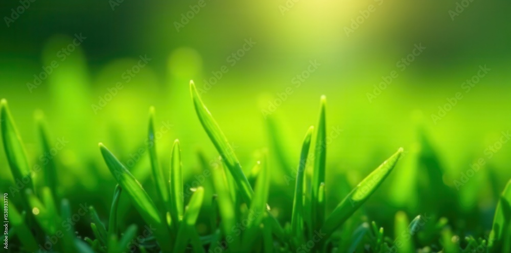 Obraz premium Vibrant green grass, newly sprouted, dew-kissed blades , meadow, field, color