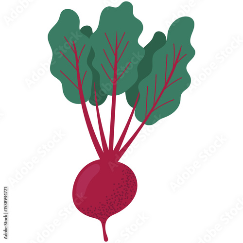 Flat vector illustration of a beetroot with leafy green tops. Great for health food visuals, vegetarian recipes and seasonal farm designs.