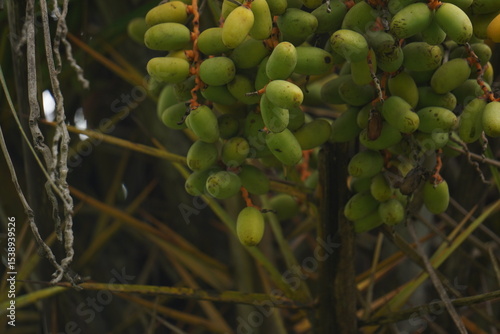 Date palm fruits are sweet, energy-rich, chewy, high in fiber and nutrients, commonly eaten fresh or dried in warm climates.