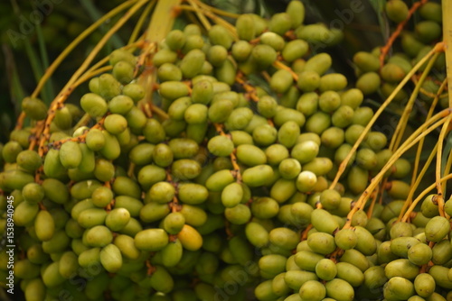 Date palm fruits are sweet, energy-rich, chewy, high in fiber and nutrients, commonly eaten fresh or dried in warm climates.