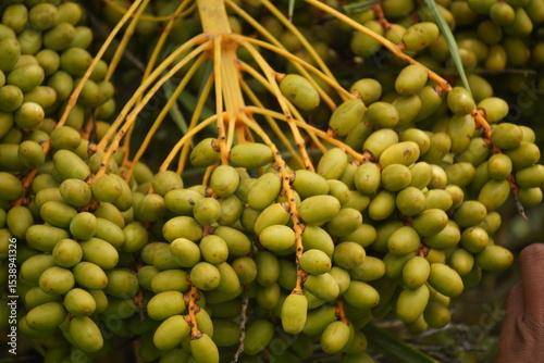 Date palm fruits are sweet, energy-rich, chewy, high in fiber and nutrients, commonly eaten fresh or dried in warm climates.