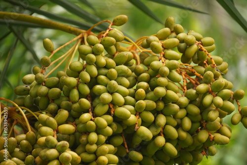 Date palm fruits are sweet, energy-rich, chewy, high in fiber and nutrients, commonly eaten fresh or dried in warm climates.