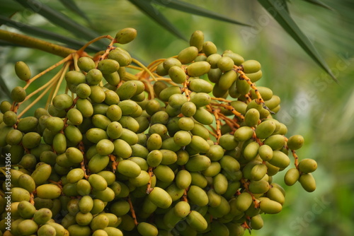 Date palm fruits are sweet, energy-rich, chewy, high in fiber and nutrients, commonly eaten fresh or dried in warm climates.