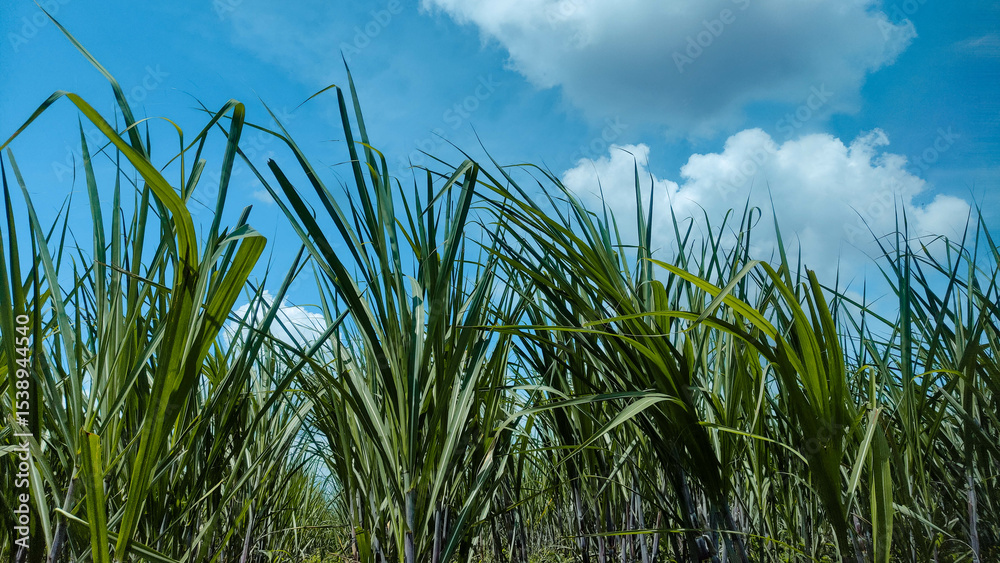 Fototapeta premium View from Within a Dense Green Sugarcane Field Under Blue Sky
