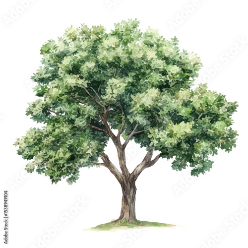 A Chinese Elm Tree, watercolor illustration vector, isolated on a white background.