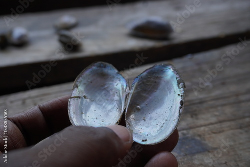 fresh mussels : A sturdy, hinge‑bound bivalve burrowed in freshwater beds, filtering sediment‑rich water, with muscular foot and intricate shell lures for host fish
