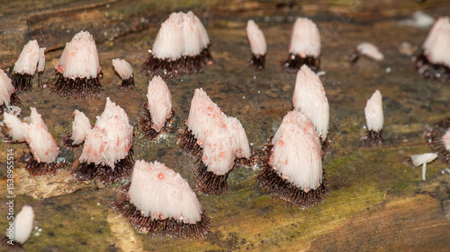 Wallpaper Mural mushrooms in the forest Torontodigital.ca