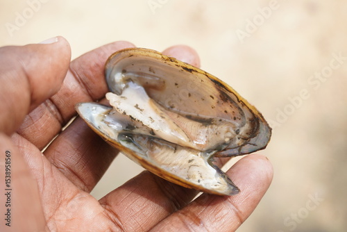 fresh mussels : A sturdy, hinge‑bound bivalve burrowed in freshwater beds, filtering sediment‑rich water, with muscular foot and intricate shell lures for host fish