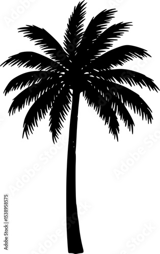 palm tree tropical summer