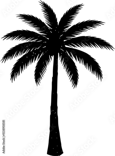 palm tree tropical summer