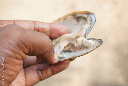 fresh mussels : A sturdy, hinge‑bound bivalve burrowed in freshwater beds, filtering sediment‑rich water, with muscular foot and intricate shell lures for host fish