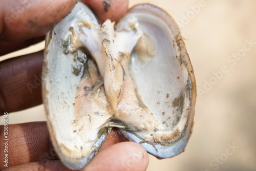 fresh mussels : A sturdy, hinge‑bound bivalve burrowed in freshwater beds, filtering sediment‑rich water, with muscular foot and intricate shell lures for host fish