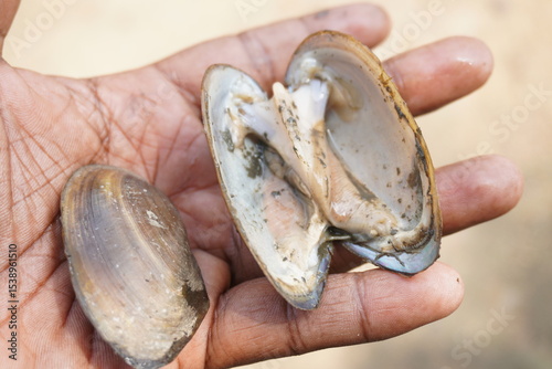 fresh mussels : A sturdy, hinge‑bound bivalve burrowed in freshwater beds, filtering sediment‑rich water, with muscular foot and intricate shell lures for host fish