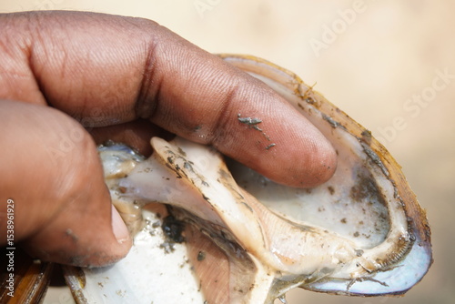 fresh mussels : A sturdy, hinge‑bound bivalve burrowed in freshwater beds, filtering sediment‑rich water, with muscular foot and intricate shell lures for host fish
