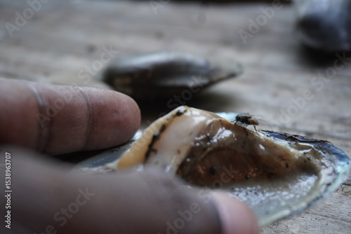 fresh water mussels : A sturdy, hinge‑bound bivalve burrowed in freshwater beds, filtering sediment‑rich water, with muscular foot and intricate shell lures for host fish
