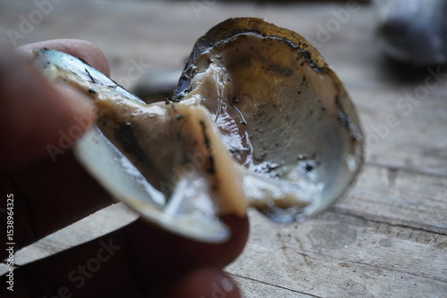fresh water mussels : A sturdy, hinge‑bound bivalve burrowed in freshwater beds, filtering sediment‑rich water, with muscular foot and intricate shell lures for host fish