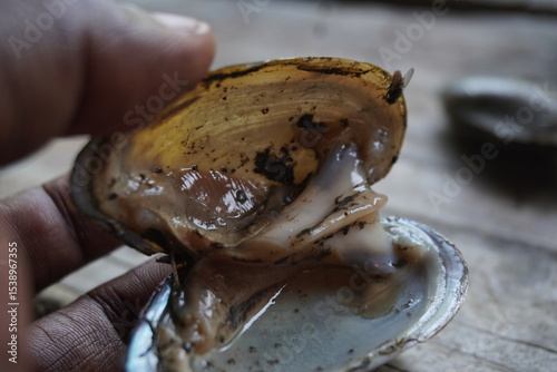 fresh water mussels : A sturdy, hinge‑bound bivalve burrowed in freshwater beds, filtering sediment‑rich water, with muscular foot and intricate shell lures for host fish