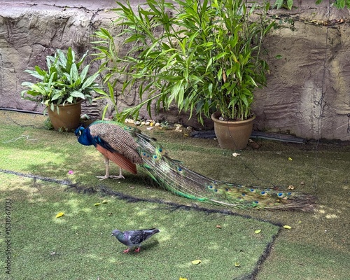 Majestic Peacock at Batu Caves